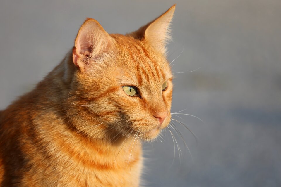 Domestic orange fur green eyes
