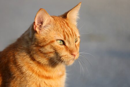 Domestic orange fur green eyes