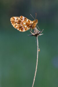 Butterfly brown insect