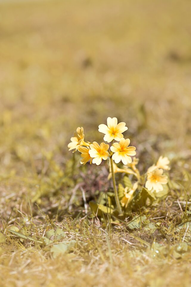 Yellow flower blossom bloom