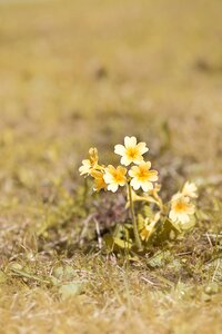 Yellow flower blossom bloom