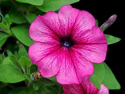 Garden plant nature