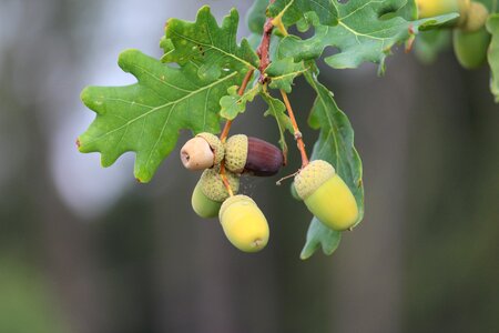 Oak nature tree