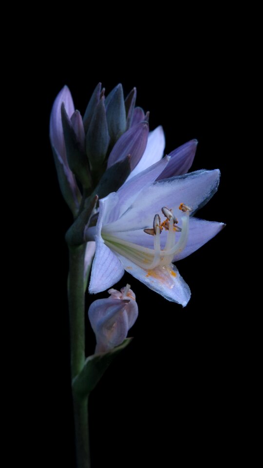Blossom bloom plant