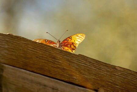 White insect wood fence photo