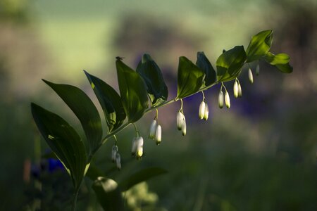 True solomon's seal wild wild flower