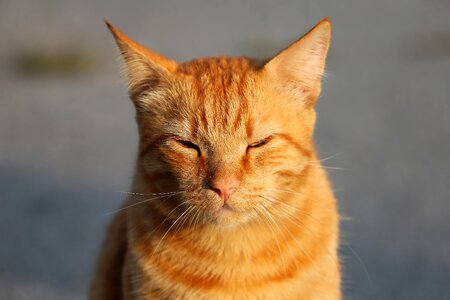 Domestic orange fur green eyes