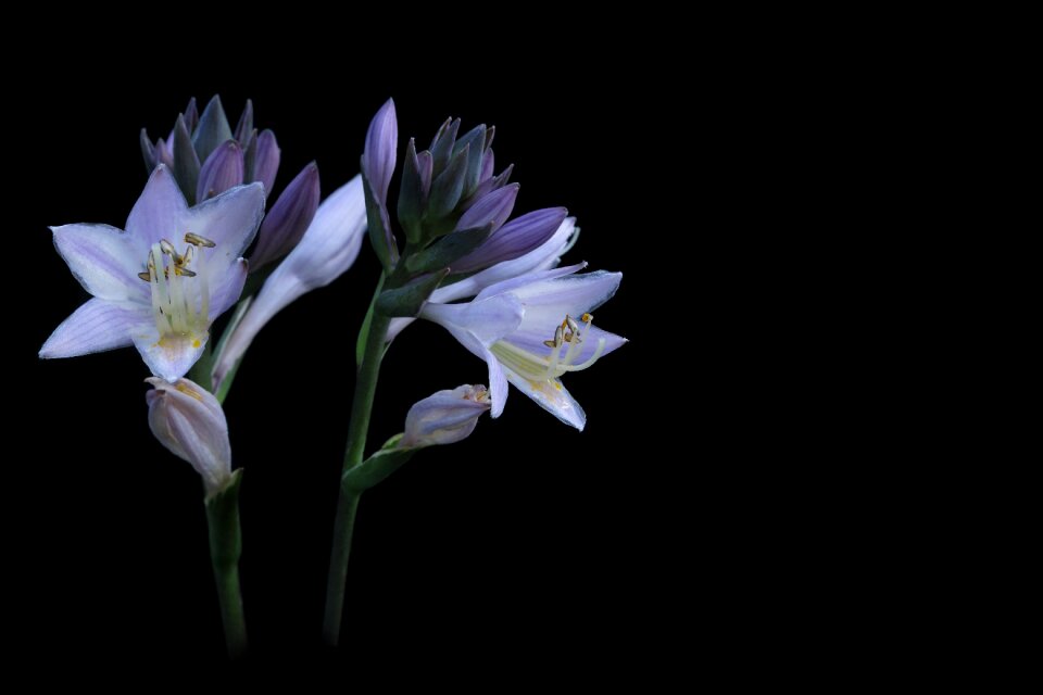 Blossom bloom plant