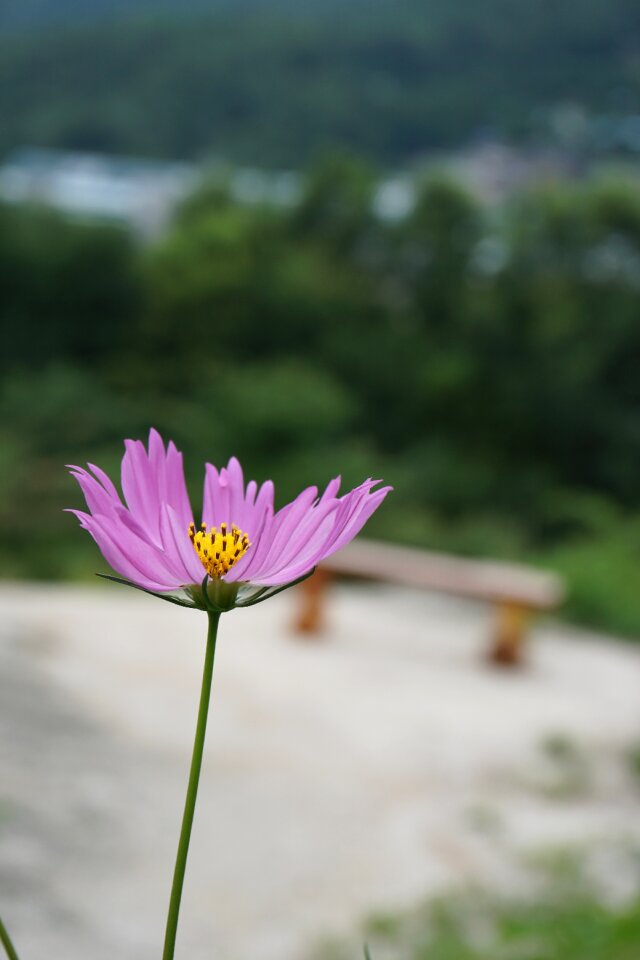 Autumn pink flowers plants