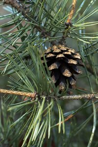 Pine evergreen cone photo