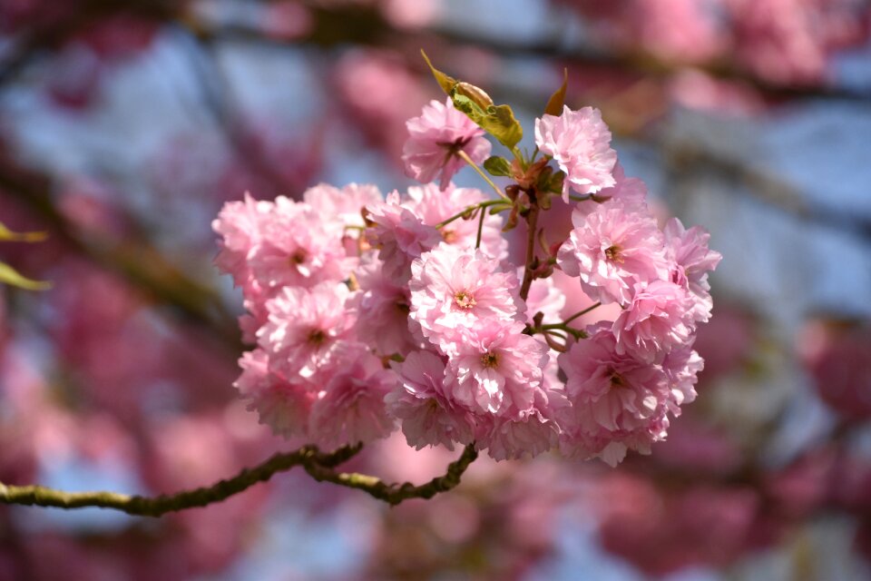 Tree plant japan cherry tree