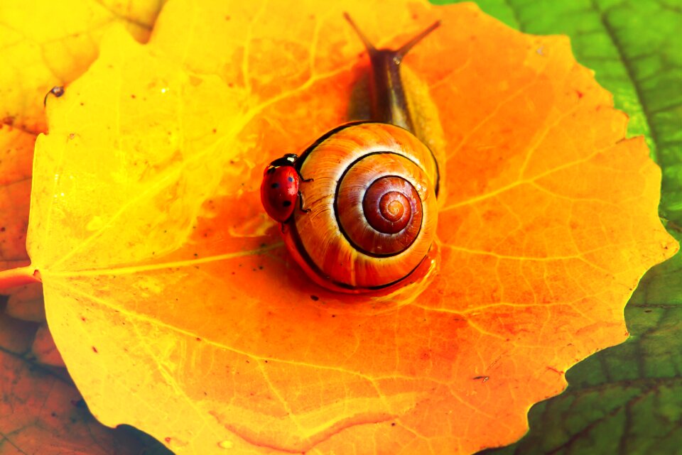 Ladybug the beetles animals