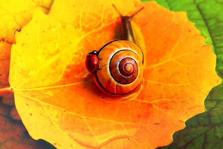 Ladybug the beetles animals