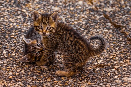 Domestic animal cats are fun coat