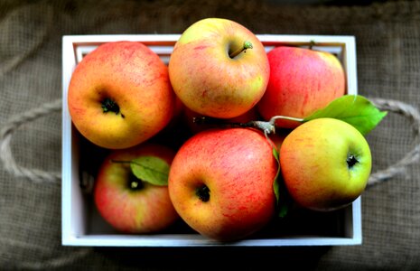 Harvest fruit kernobstgewaechs