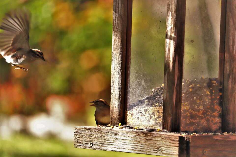 Bird feeder natural animal
