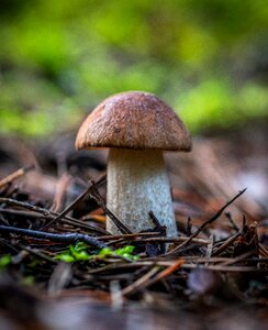 Forest autumn podberjozovik