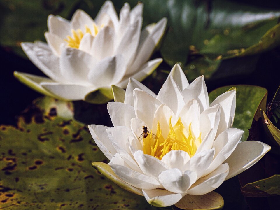 Water lily water aquatic plant