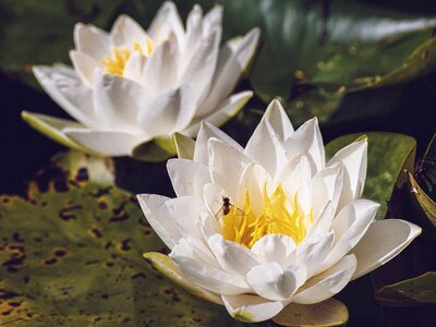 Water lily water aquatic plant photo
