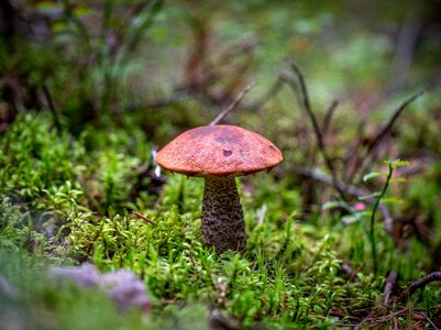 Orange-cap boletus red moss