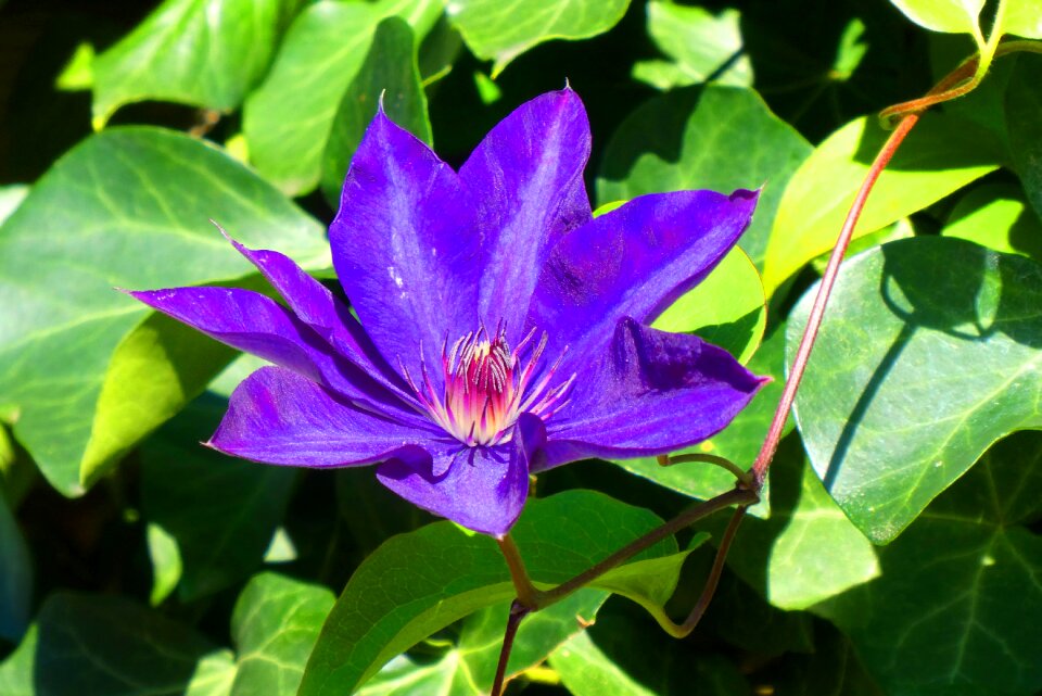 Vegetable garden petals