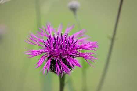 Purple purple flower blossom