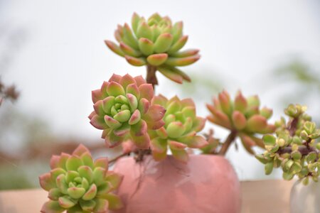 Plant cactus botany