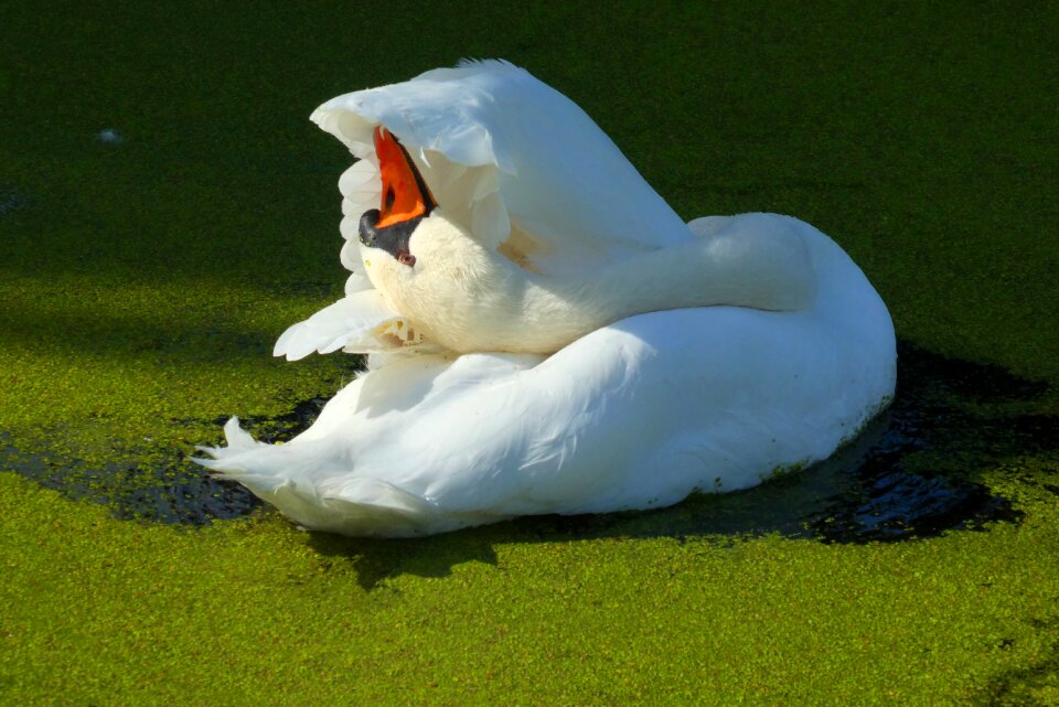Waterfowl peck wings
