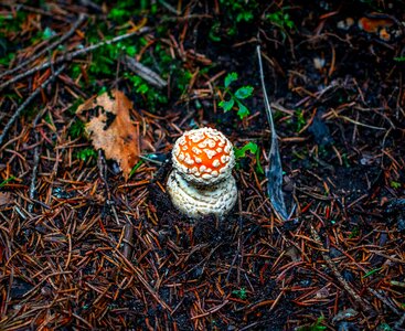 Amanita little needles