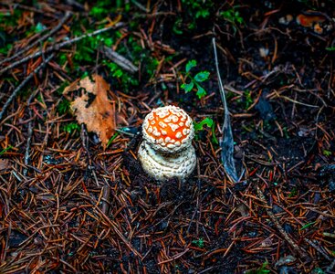 Amanita little needles photo