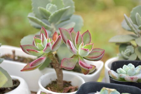 Plant cactus botany