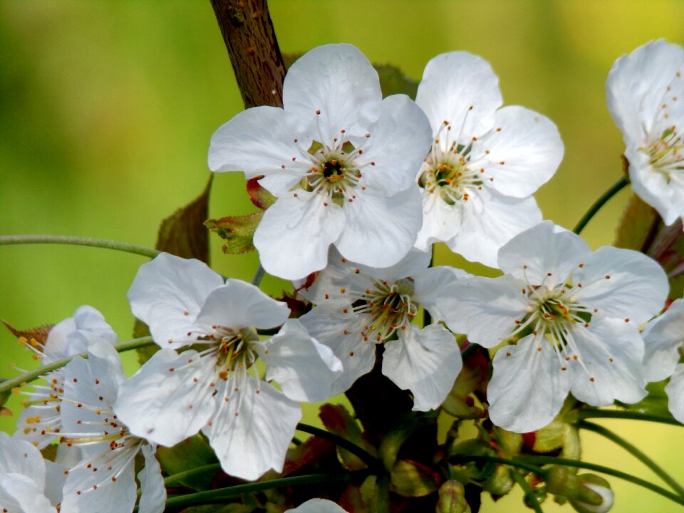 Cherry tree branch