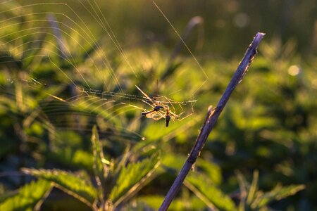 Eat cobwebs web photo