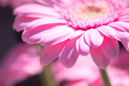 Pink daisy pink flower blossom
