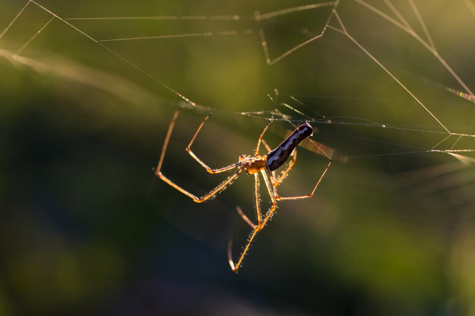 Web insect backlighting