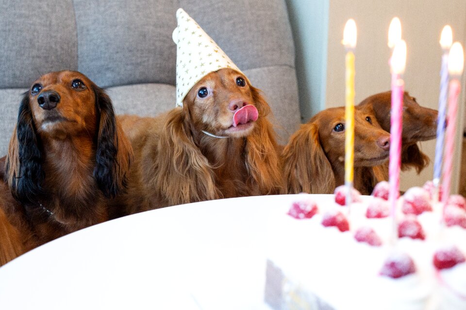 Long haired dachshund animal happy life