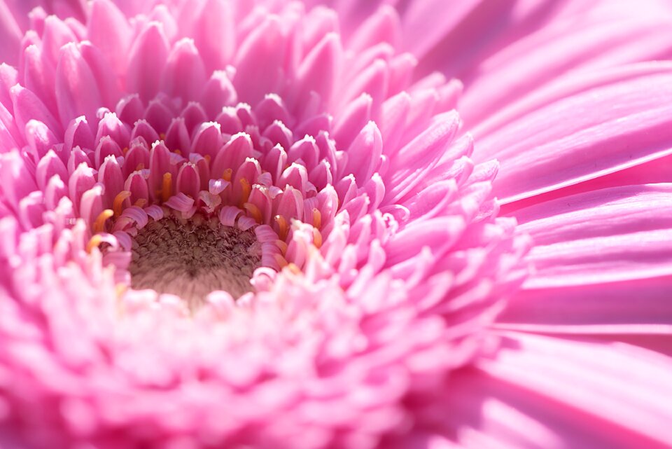 Pink daisy pink flower blossom