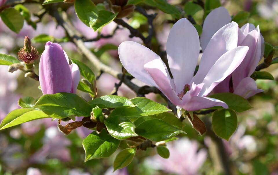 Leaf magnolia garden
