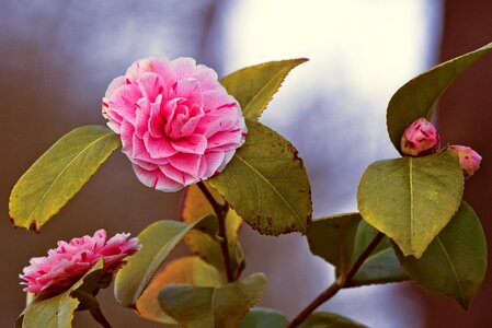 Blossom shrub evergreen photo
