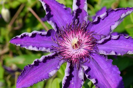 Purple summer flower filigree photo