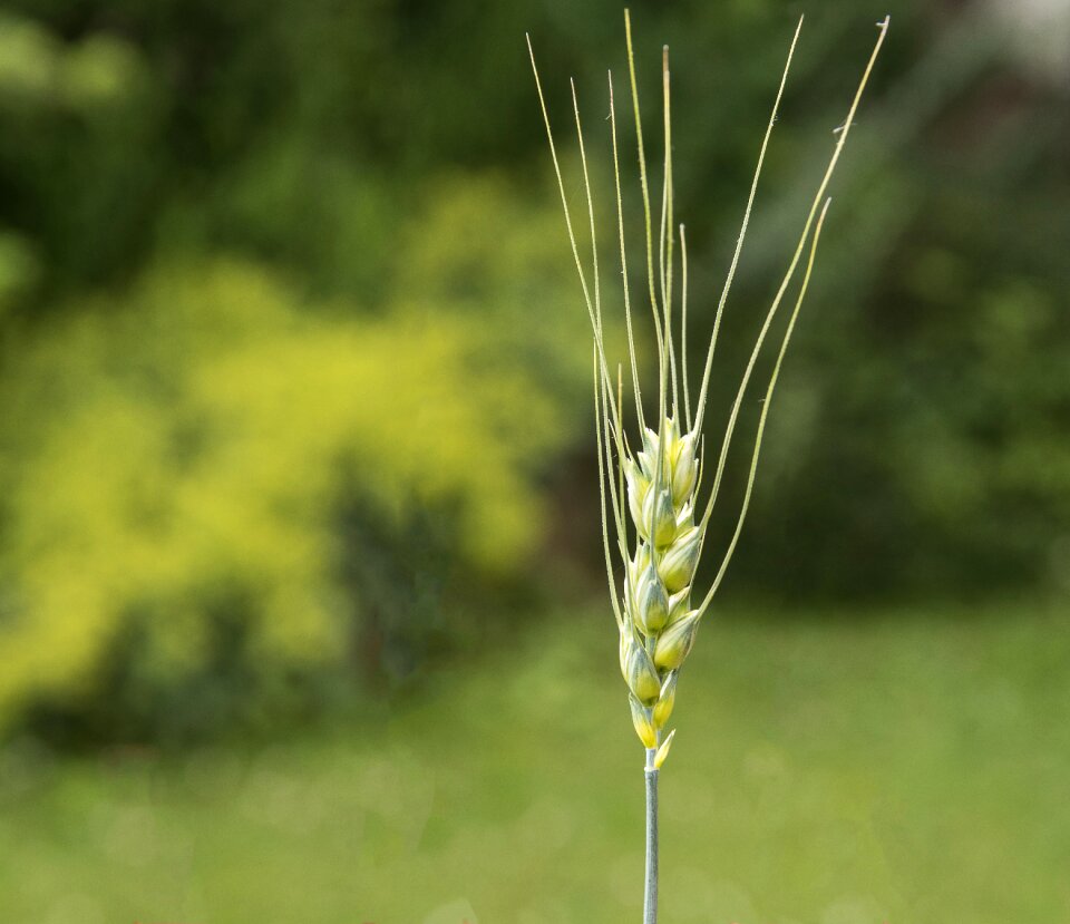 Ear summer nature