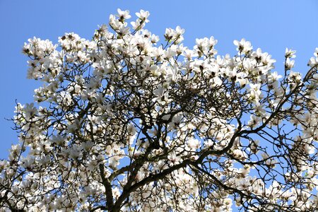 Nature flowers magnolia flowers photo