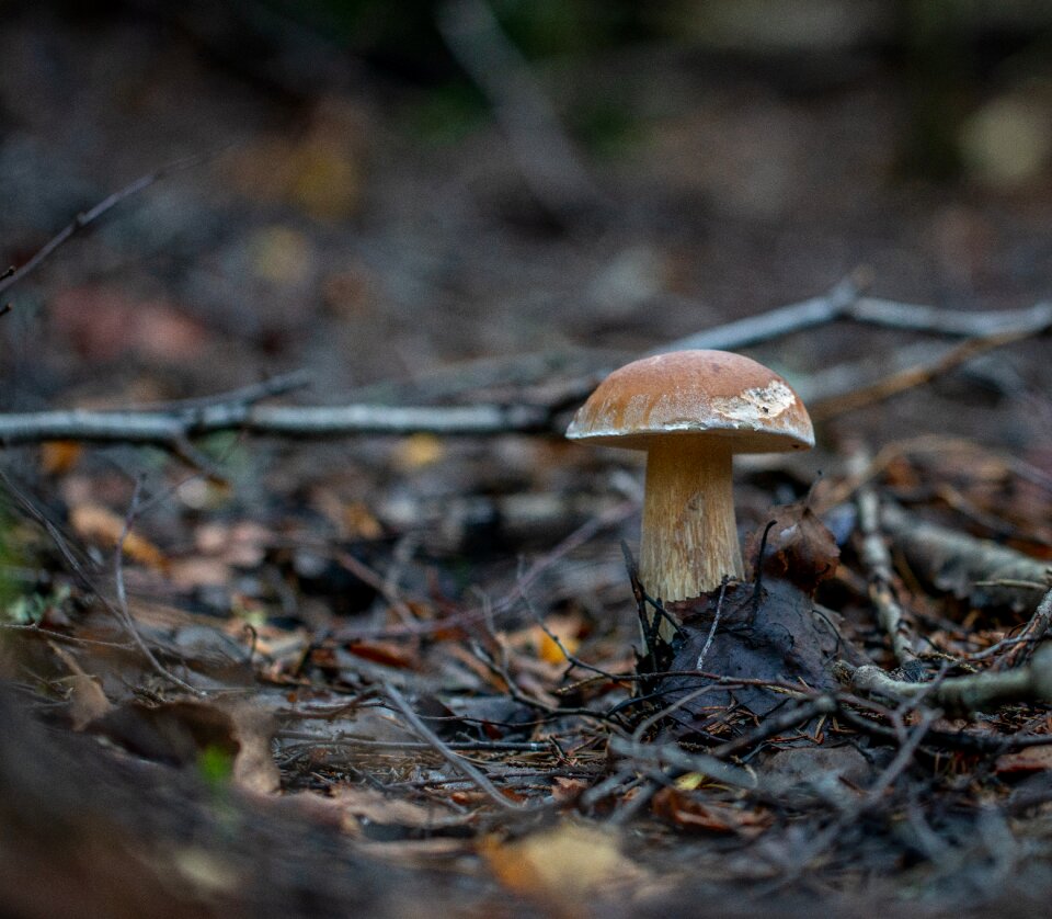 Forest autumn white
