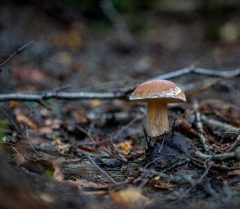 Forest autumn white