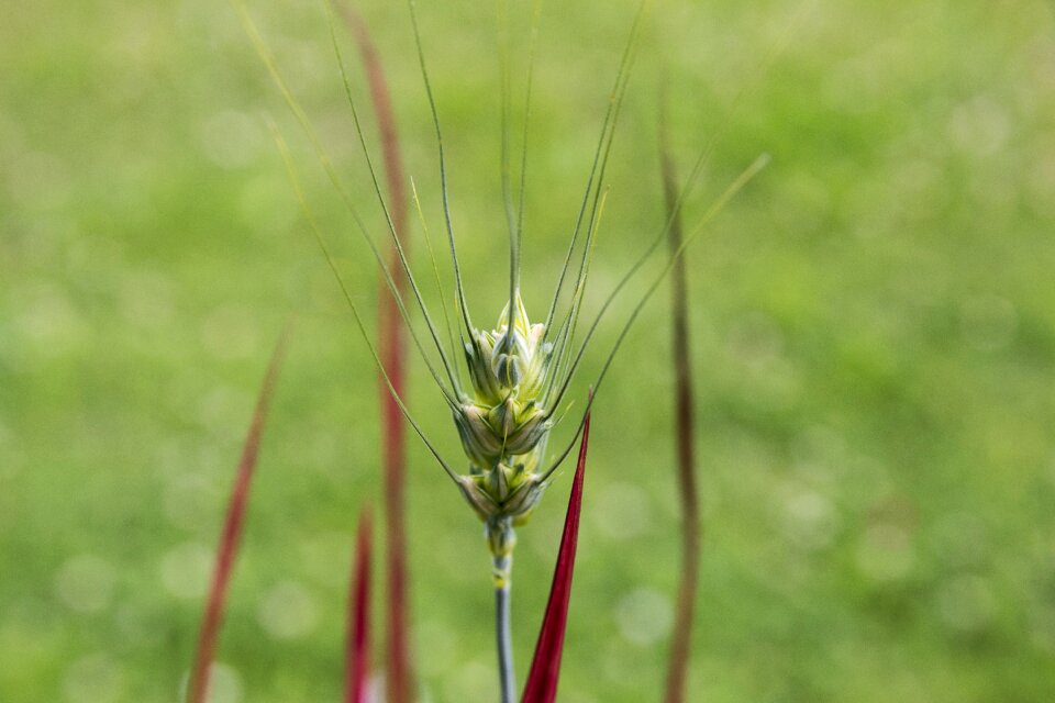 Ear summer nature