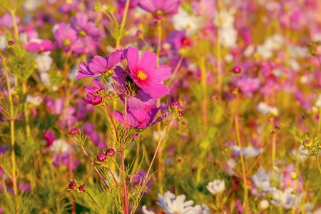 Flower meadow cosmos blossom photo