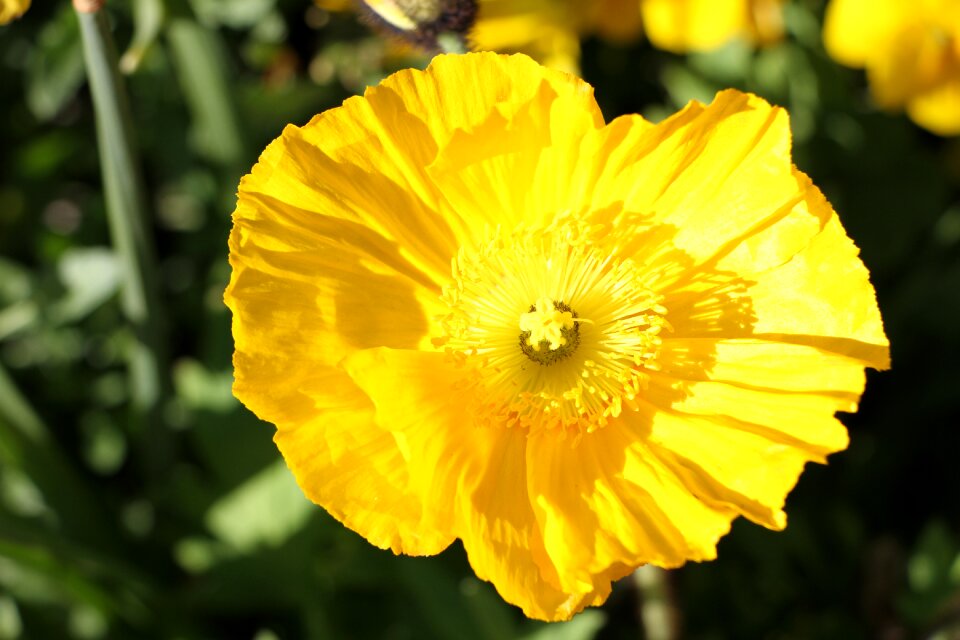 Garden summer flowers