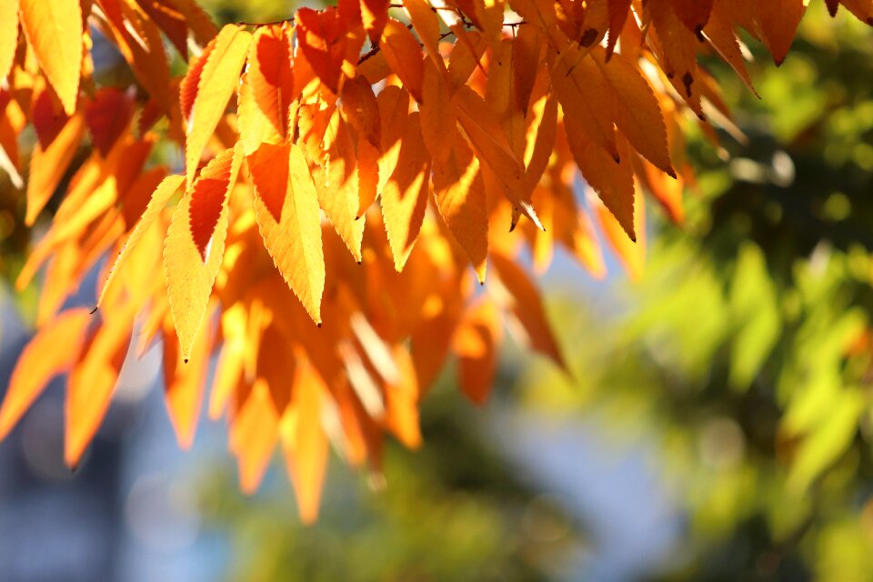 Nature leaf autumn