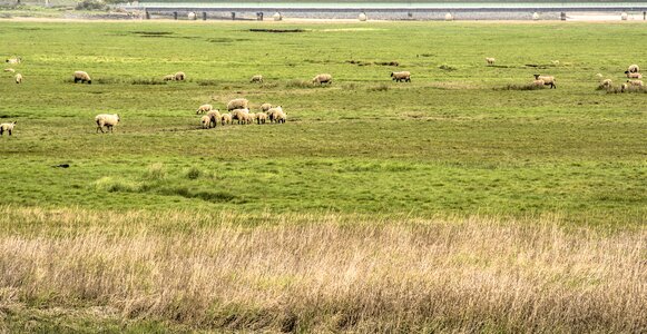 Grass river estuary landscape
