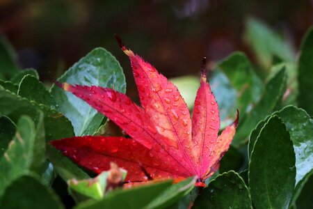 Nature leaf autumn